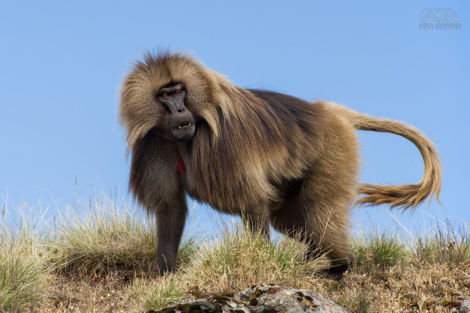 Simien Mountains - Ghenek - Gelada baboon  Stefan Cruysberghs